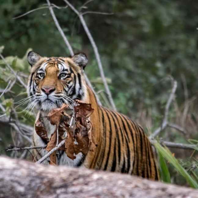 Northeast Triangle  Tour